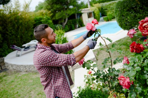 A man performing gardening work in a well-maintained backyard garden, holding a pink rose bush with both hands while wearing gardening gloves. The garden features a lush, manicured lawn with vibrant green grass and a variety of shrubs and trees in the background. In the distance, there is a swimming pool with a paved surround, and the area is enclosed by tall, green hedges providing privacy. The scene appears to be on a clear day with natural sunlight illuminating the outdoor space. The garden layout includes a flower bed along the edge of the lawn, concentrated with blooming roses and other flowering plants, contributing rich colours and textures. The pathways and paving are made of smooth, light-colored stones that contrast with the darker foliage. This scene exemplifies the professional level of outdoor maintenance and garden renovation services offered by Landscapers Islington, suitable for residential properties in the N1 postcode area. The overall environment suggests a peaceful and inviting outdoor space ideal for relaxation and outdoor activities, with attention to plant health and aesthetic design.
