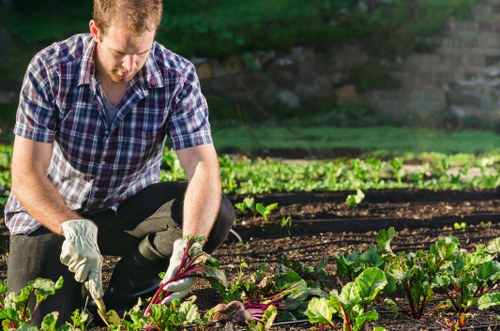 A man wearing a checkered shirt and gloves is kneeling in a garden, tending to young vegetable plants with dark green and purple leaves in a well-maintained outdoor space. The garden features neatly arranged beds with rich, dark soil, separated by narrow pathways, and bordered by a hedge or lush greenery in the background. The scene is set outdoors on a sunny day, with natural light illuminating the vibrant foliage and highlighting the textured surface of the soil. The man appears focused on harvesting or inspecting the crops, reflecting active outdoor gardening and maintenance typical of a backyard or community garden environment. This scene exemplifies professional gardening practices that landscapers in Islington might offer, emphasizing careful planting, nourishing, and the use of organic garden beds as part of sustainable landscape care.