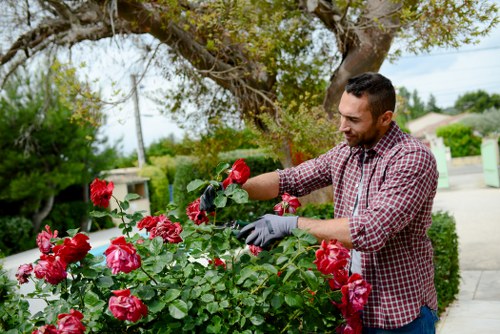 A man in a checked shirt and gardening gloves is tending to a vibrant rose bush in a landscaped front garden. The rose bush is filled with large, blooming pink and red roses, with glossy green leaves. Behind him, there is a well-maintained lawn area with lush grass, bordered by gravel or paving stones. In the background, a mature tree with broad branches provides partial shade over the garden, and garden hedges mark property boundaries. The scene is set on a bright, partly cloudy day, with natural daylight illuminating the outdoor space. The garden appears neat and carefully maintained, reflecting professional gardening and landscaping standards. This setting highlights the importance of regular lawn care, pruning, and plant management, aligning with services offered by specialists such as Landscapers Islington in the local area near N1 postcode, supporting outdoor aesthetic appeal and healthy plant growth.