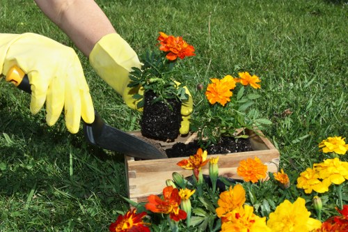 A gardener's hands, wearing yellow gloves, are planting a vibrant orange flowering plant into a rectangular wooden planter box filled with dark soil. The planter is situated on a well-maintained grassy lawn, with several other brightly coloured flowers, primarily in shades of orange and yellow, surrounding it. In the background, the lush green grass extends across the outdoor garden space, which appears to be part of a landscaped yard. The scene is well-lit, suggesting a clear day with natural sunlight enhancing the natural tones of the plants and grass. This outdoor setting exemplifies typical gardening activities involved in lawn and flowerbed maintenance, common in residential gardens within Islington, supporting lawn care and planting services offered by [COMPANY_NAME].