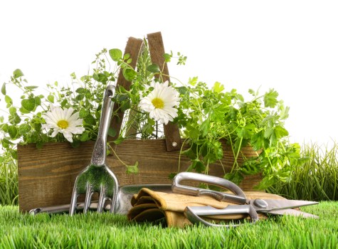 A neatly maintained front garden showcases a vibrant green lawn with closely cropped grass in the foreground. Behind the lawn, a wooden flower bed border contains lush, leafy green plants with delicate, trailing vines and small leaves, suggesting a variety of decorative foliage commonly found in garden landscaping around Islington. The flower bed is topped with a mixture of white and yellow flowering plants, possibly daisies or similar blooms, adding natural colour contrast against the greenery. Several gardening tools, including a small hand fork, trowel, and pruning shears, are carefully placed on the grass and leaning against the wooden border, indicating recent or ongoing gardening work. The garden environment is bright and well-lit, suggesting a sunny day with clear weather, ideal for outdoor gardening activities. The scene emphasizes a well-tended outdoor space suitable for gardening services like planting and flower bed creation, aligning with Landscapers Islington’s local landscaping expertise in transforming garden areas with natural, durable materials and vibrant plant arrangements in the N1 postcode district of Islington.