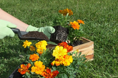 In an outdoor garden setting, a person wearing green gardening gloves is planting a flowering plant into a rectangular wooden planter box filled with dark soil. The plant features vibrant orange and yellow flowers with lush green foliage, positioned on a well-maintained grassy lawn that extends into the background. Nearby, several other potted plants with similar bright blossoms are placed on the grass, adding colour to the scene. The garden appears to be part of a residential outdoor space, with natural daylight illuminating the scene, suggesting a clear, mild weather day. The setting displays typical elements of gardening and plant care, incorporating various flowers, soil, and the preparation for establishing new plants, which aligns with services offered by [COMPANY_NAME] in the Islington area, focusing on garden planting and landscaping enhancements.