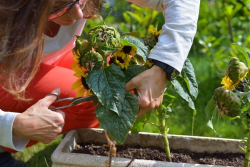 A close-up image of two gardeners working together to plant a flowering shrub in a rectangular garden bed with dark, rich soil. The plants are vibrant with green leaves and blooming yellow flowers, indicating early stages of growth. One gardener, wearing a white shirt and pink trousers, holds the shrub steady, while the other, dressed in a white shirt, carefully positions the plant's roots into the soil. The background showcases lush green foliage, suggesting a well-maintained garden area, possibly in an outdoor space in Islington. The scene emphasizes precise planting techniques suitable for enhancing garden aesthetics and health, reflecting professional landscaping and gardening services available in the local area. The lighting indicates a bright, natural day, perfect for outdoor gardening work, aligning with services offered by Landscapers Islington to improve residential or commercial gardens within the town.